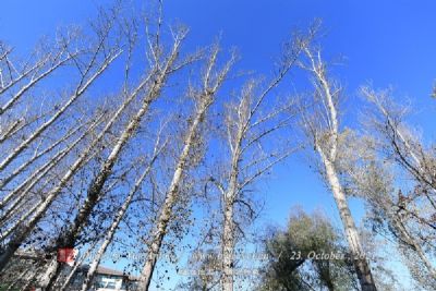 阿尔山国家森林公园