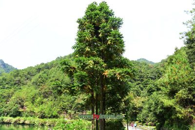 通渭中学木楼