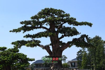 巫山渡江登陆纪念碑