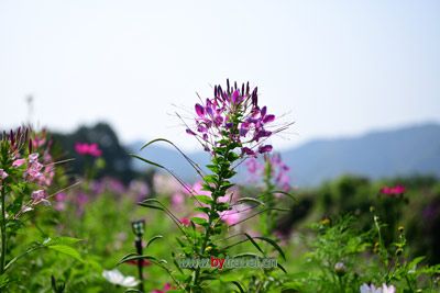 中宁浆鳞鱼