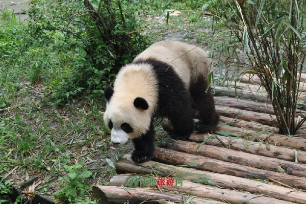 大熊猫抢救繁育中心及散养场