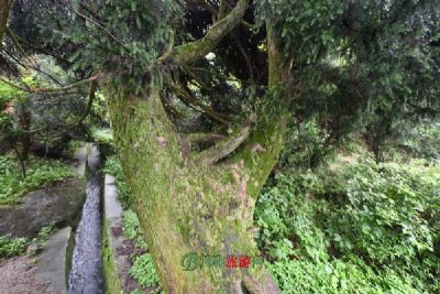 九顶莲花山