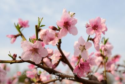 怒江桃花岛