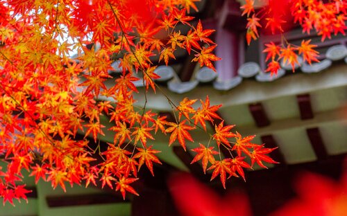 南京中山植物园