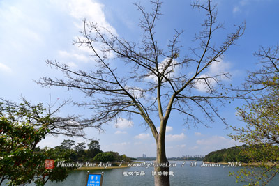 郁金堂及水院