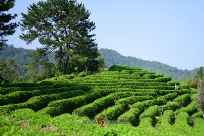 七里香茶庄园