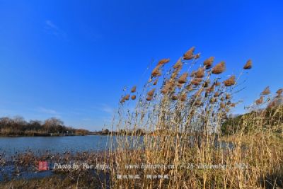 中卫香山湖国家湿地公园