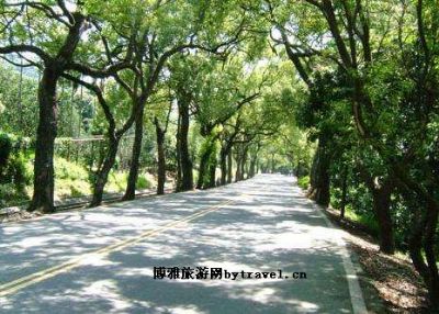 集集绿色隧道