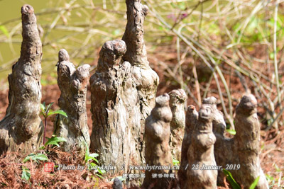 高红遗址