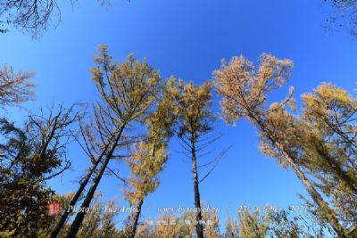 肇大鸡山原始森林