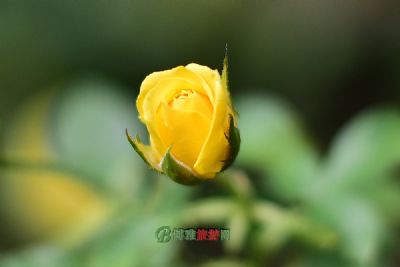 白河郊野公园