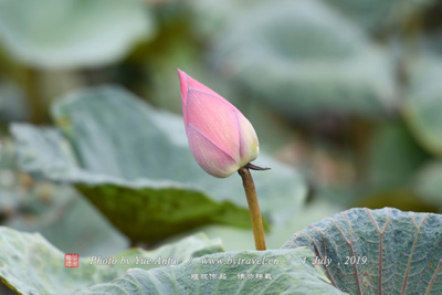 蒲汇塘桥