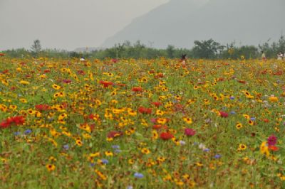 通济花海