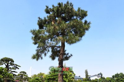 张家古墓群