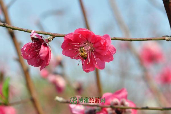 大河堡·凉都花海