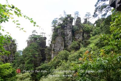 紫颐香薰山谷