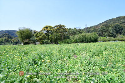 马台花石桥