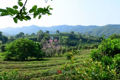 茶叶大观园