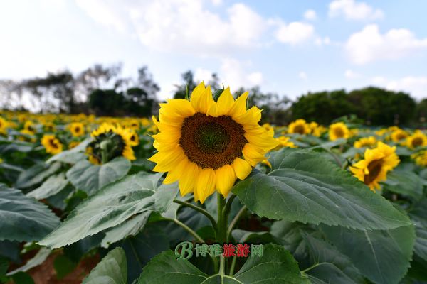 云顶花海