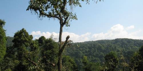 望天树·阿莲雅热带雨林主题公园 