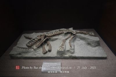 泗洪木化石博物馆