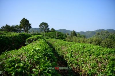 黄坑狗颈“白毛茶”