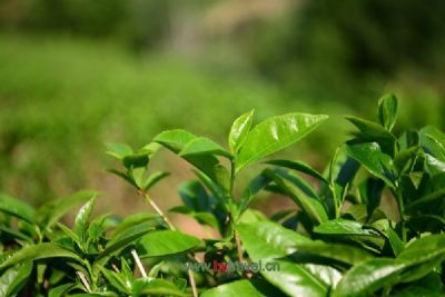 开阳富硒茶