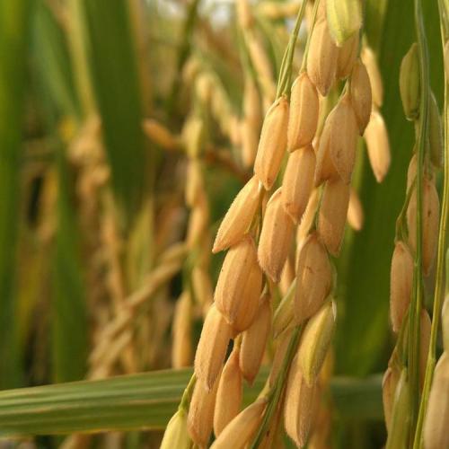 普格高原粳稻米