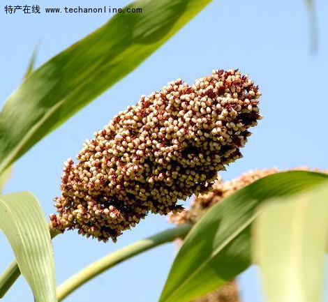 汾阳酿酒高粱