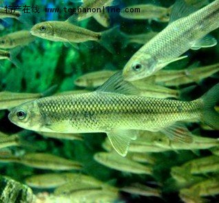 泰山赤磷鱼