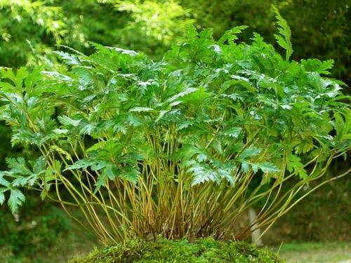 石柱黄连（黄水黄莲）