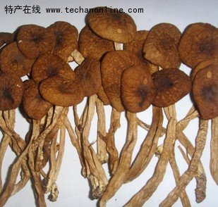 黎川茶树菇