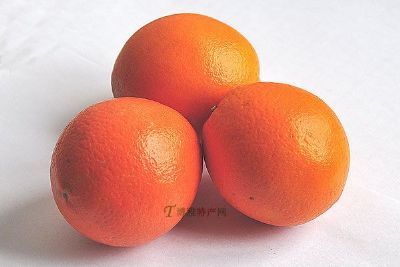 三溪脐橙