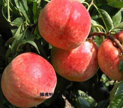 北京水果特产平谷鲜桃