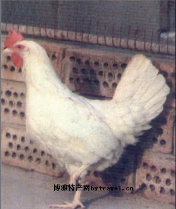 北京白鸡