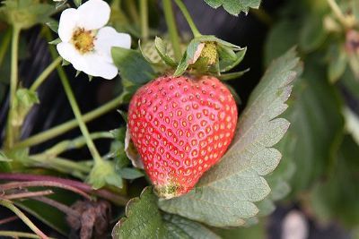 西山草莓