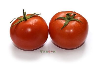 东川番茄