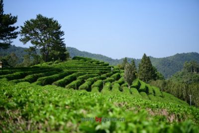 崇州龙门贡茶