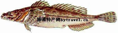 松江四鳃鲈