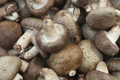 浮山香菇