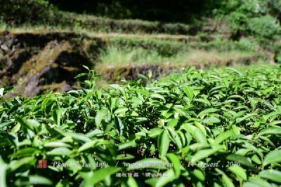 苗家香口茶