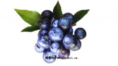 安仁蓝莓