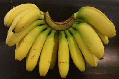 美亭香蕉