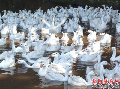 麻阳白鹅