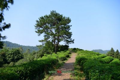 嵊州茶叶