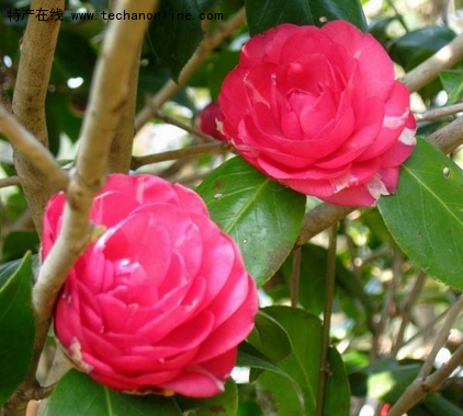 香港茶花(红山茶)